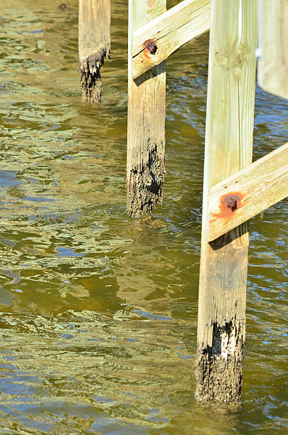 istock Shipworm damage on wooden marine pier 628729370