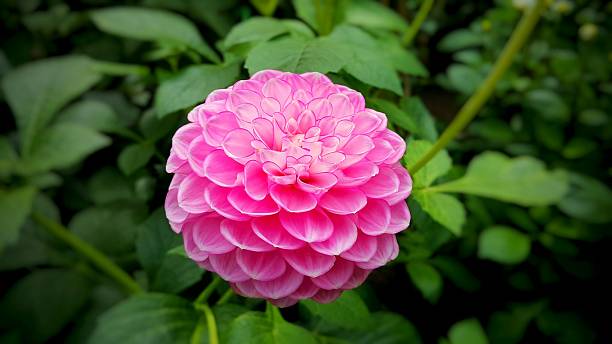 istock Gem-like pink dahlia 628729638