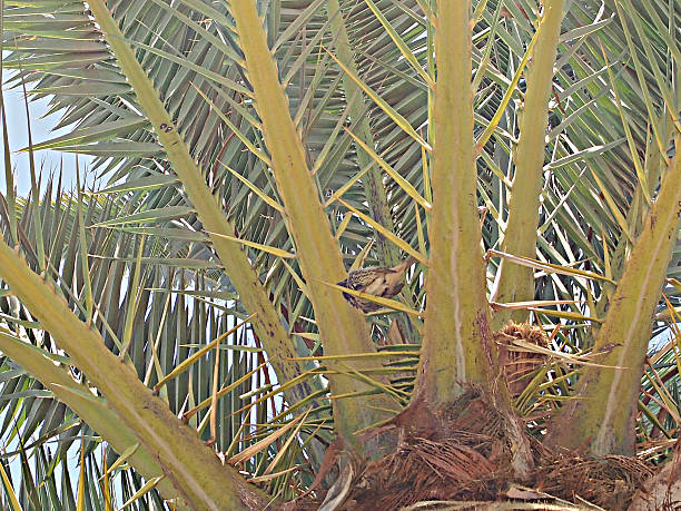 istock Trunk and krone of a palm tree 628729826