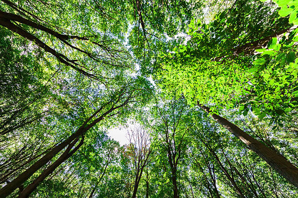 istock forest trees nature green wood sunlight backgrounds 628735198