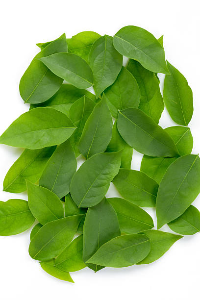 istock Beautiful green leaves on a white background 628736538