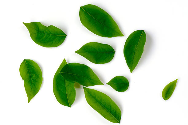 istock Beautiful green leaves on a white background 628736654