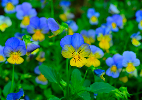 panses in the garden. blue and yellow.