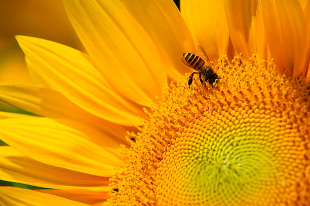 istock Sunflower and bee closeup 628739444