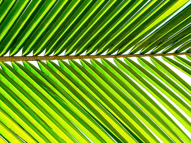 istock pattern of coconut leaf with detail. 628739790