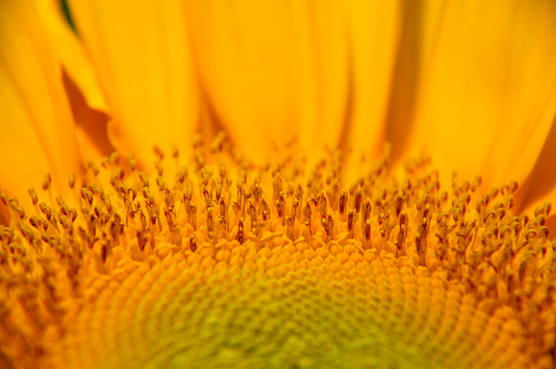 The sunflower closeup background and texture in summer.
