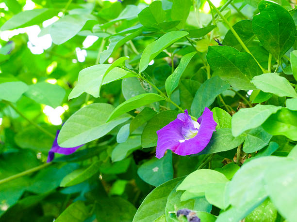 istock Asian pigeonwings flower in the tree. 628746852