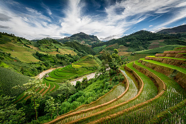 Rice fields Vietnam stock photo