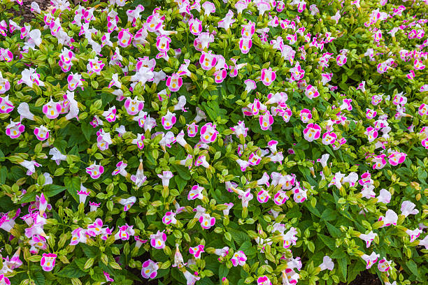 Wall of flower background.