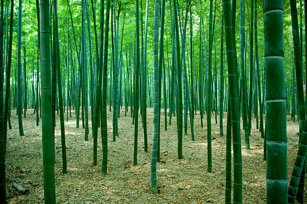 대나무 숲 배경기술  - bamboo shoot leaf bamboo green 뉴스 사진 이미지