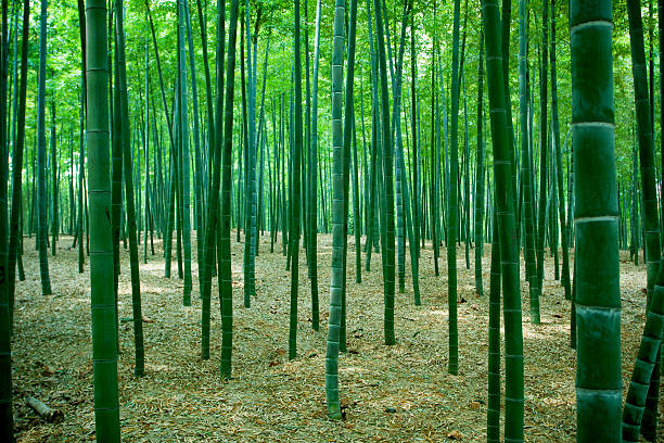 floresta de bambu fundo  - bamboo shoot leaf bamboo green - fotografias e filmes do acervo