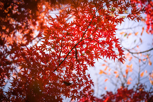 The scenery of brightly colored maple leaves.