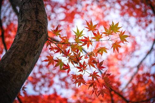 red leaf