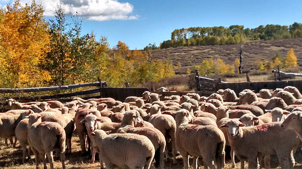 istock Sheep corral Kolob Plateau Cedar Mountain during Fall Roundup Utah 628751066