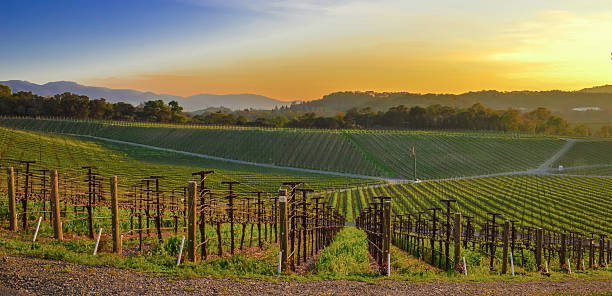 закат в кумбсвилле, долина напа - vineyard sonoma county california panoramic стоковые фото и изображения