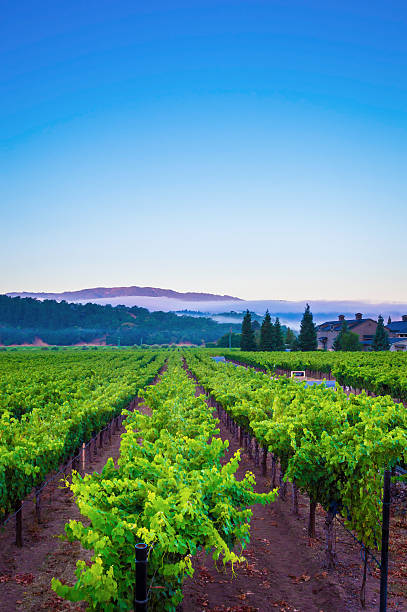 istock Sunrise in Yountville, Napa Valley, CA 628751862