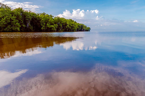 istock Caroni River mouth open sea through mangroves 628752050