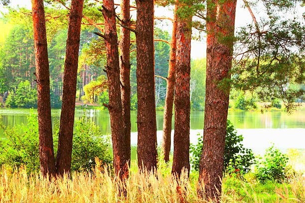 istock forest on the shore of lake 628753410