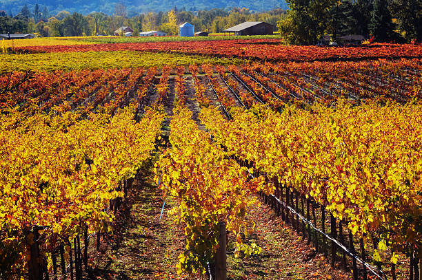 istock Autumn in the Napa Valley, CA 628753774