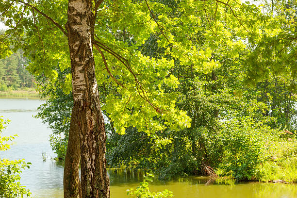 istock forest on the shore of lake 628759462