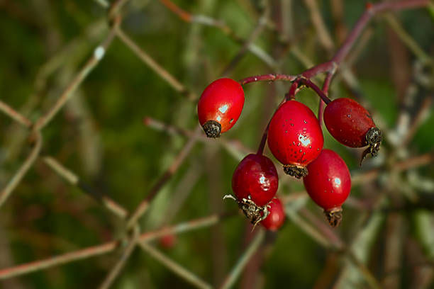 Macro of red rosehips in winter background old wire fence