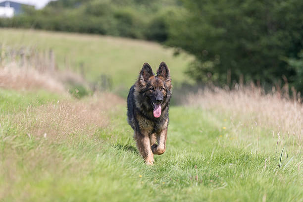 istock Big dog on grass trotting towards camera 628761840