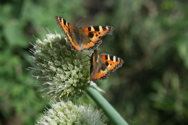 istock two butterfly rash on the flowered allium 628762516