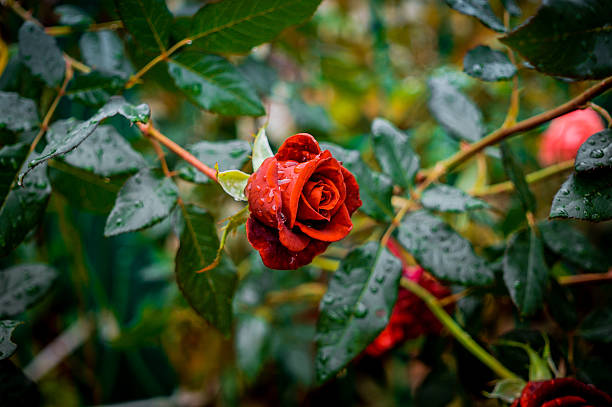 ogród różany po jesiennym deszczu - english rose zdjęcia i obrazy z banku zdjęć