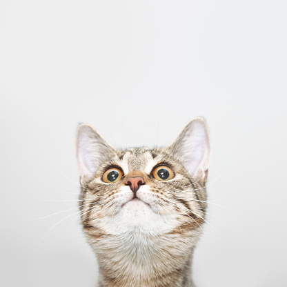 Curious cat face looking up. Cute kitten portrait