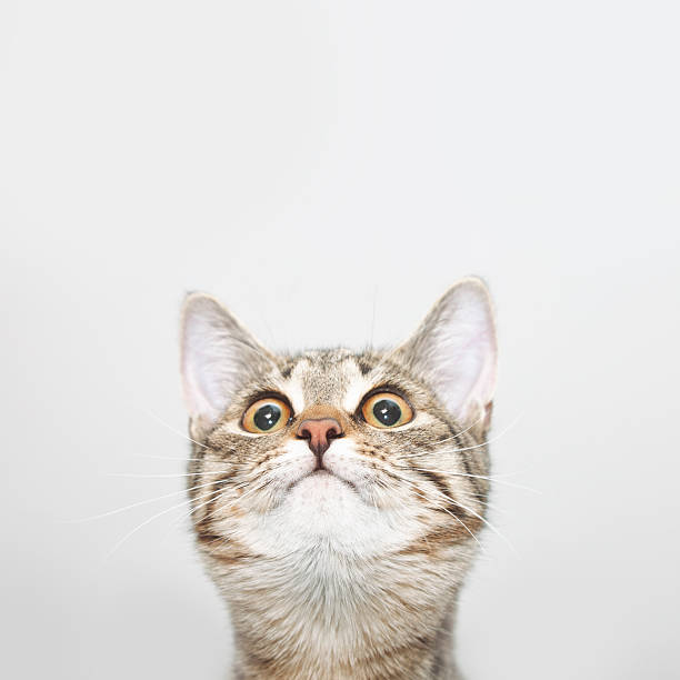 Curious cat face looking up stock photo