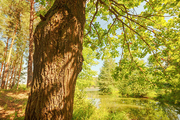 istock forest on the shore of lake 628764074