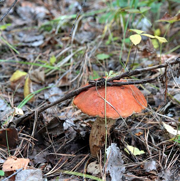 istock mushroom boletus in the grass 628764362