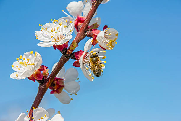 istock Bees pollinate young tree flowers in the garden, 628764538
