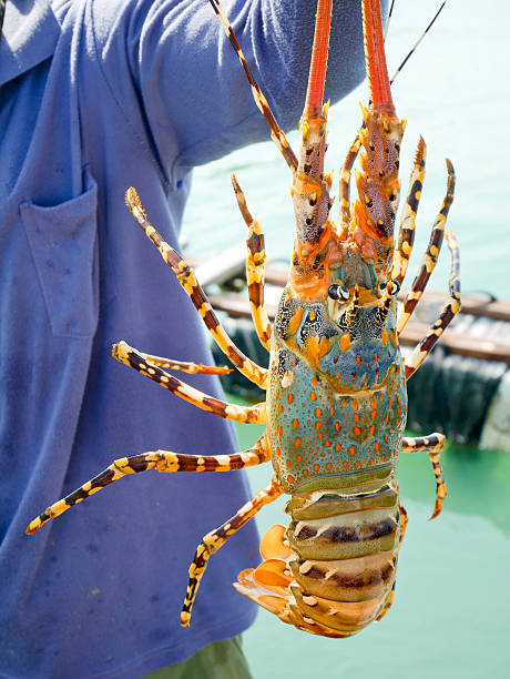 istock Fisherman holding live lobster 628764832