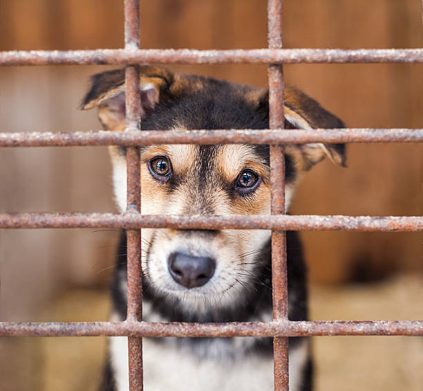 istock Alone puppy dog locked in the cage 628765354
