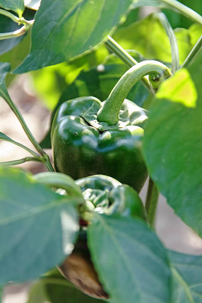 istock bell peppers on a bed of green 628767754