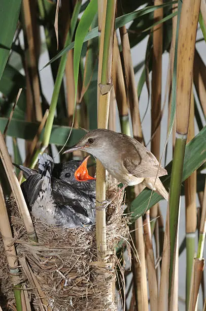 Great reed warbler with cuckoo