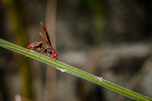Red paper wasp hornet polistes carolina perplexus single closeup macro
