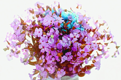 a bouquet of summer wildflowers pink and blue on a white background green leaves isolated