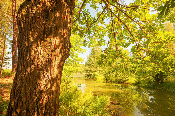 istock forest on the shore of lake 628789316