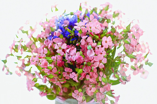 a bouquet of summer wildflowers pink and blue on a white background green leaves isolated