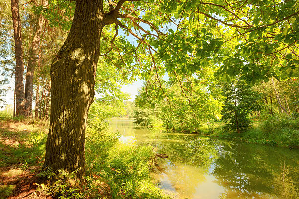 istock forest on the shore of lake 628790442