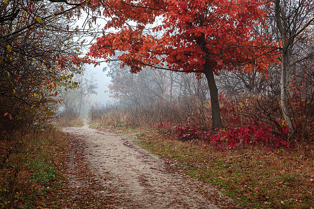 istock Autumn scenery misty morning. Landscape. Nature. Sadness 628790808