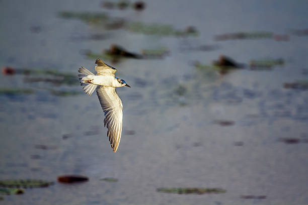 istock Whiskered Tern in Ban Thale Noi, nature reserve, Thailand 628791786