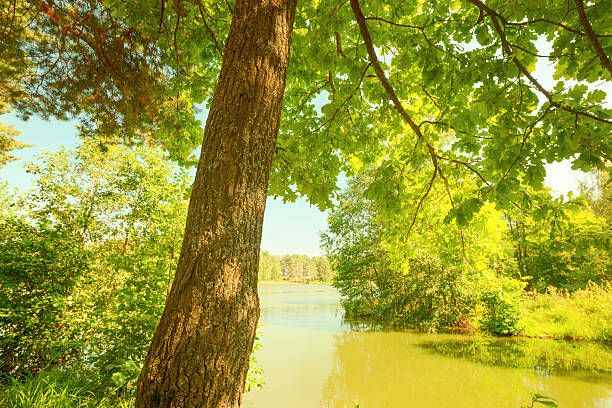 istock forest on the shore of lake 628798914