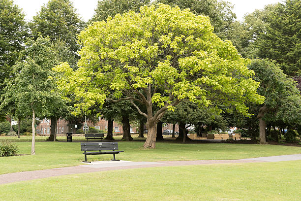 Park in a raining day