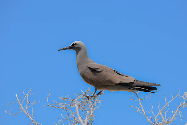 Brown Noddy, bird Brown Noddy, bird on a branch, French Polynesia, Tahiti brown noddy stock pictures, royalty-free photos & images