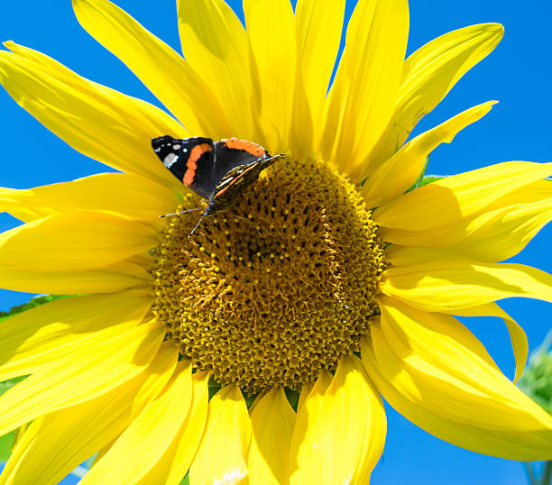 istock Butterfly on a bright yellow sunflower in summer 628799512