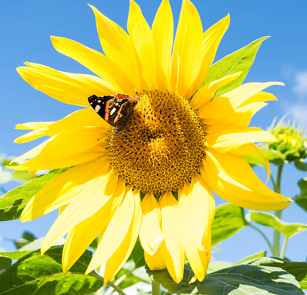 istock Butterfly on a bright yellow sunflower in summer 628799578