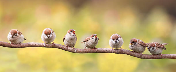 istock funny birds sitting on a branch  opened their beaks 628800910